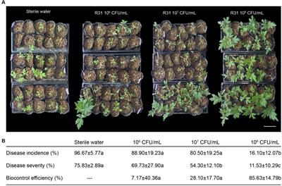 Biocontrol of bacterial wilt disease in tomato using Bacillus subtilis strain R31